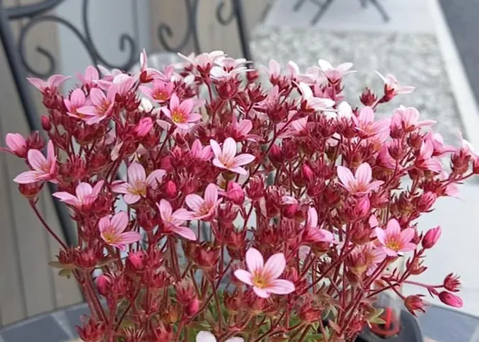 Laendleapartments Apartment Höchst