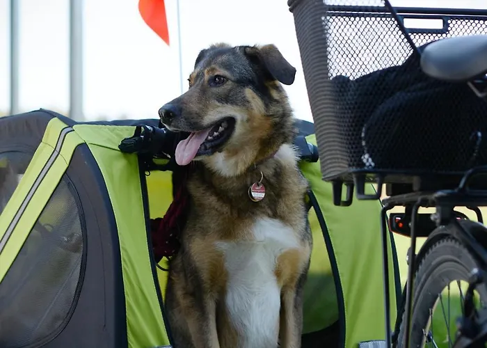 Appartement Laendleapartments Höchst